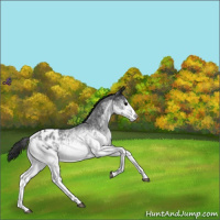 Horse Color:White Spotted Black Sabino Appaloosa 