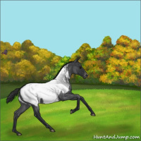 Horse Color:Blue Roan Appaloosa 
