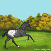 Horse Color:Blue Roan Sabino Appaloosa 