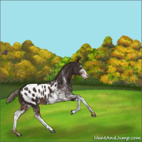 Horse Color:Liver Chestnut Sabino Near Leopard 