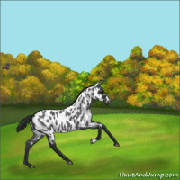 Horse Color:Blue Roan Near Leopard 