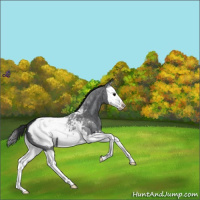 Horse Color:Blue Roan Splash Snowcap 