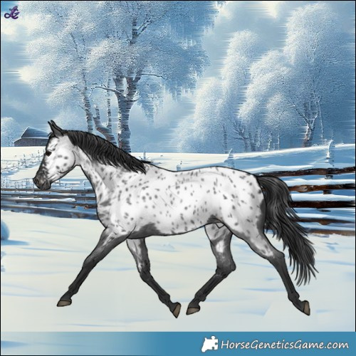 Horse Color:Blue Roan Appaloosa 