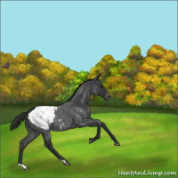 Horse Color:Blue Roan Appaloosa