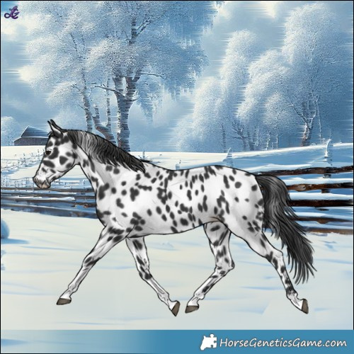 Horse Color:Black Tobiano Appaloosa 
