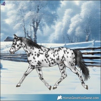Horse Color:Black Tobiano Leopard 