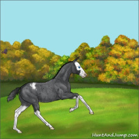 Horse Color:Blue Roan Splash Appaloosa 