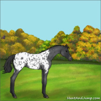 Horse Color:Blue Roan Appaloosa 