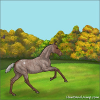Horse Color:Silver Blue Roan Appaloosa 