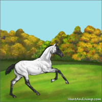Horse Color:Blue Roan Near Fewspot 