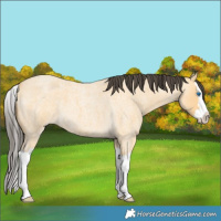 Horse Color:Buckskin Roan Splash 