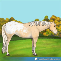 Horse Color:Palomino Appaloosa 