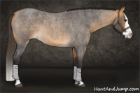 Horse Color:Buckskin Roan Splash 