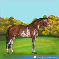 Horse Color:Bay Sabino Rabicano  and Gray Bay Sabino Rabicano 