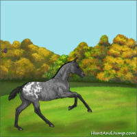 Horse Color:Blue Roan Appaloosa 