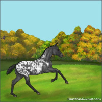 Horse Color:Blue Roan Near Leopard 