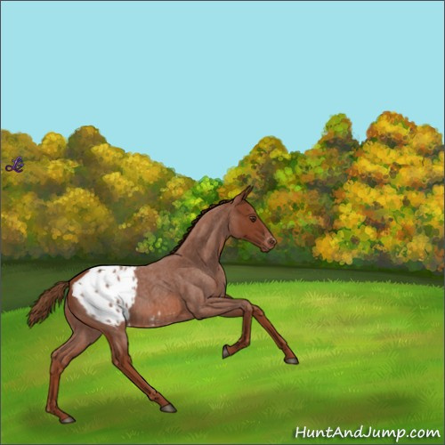 Horse Color:Red Roan Appaloosa 