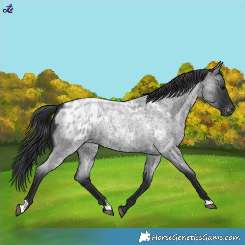 Horse Color:Blue Roan Appaloosa 