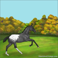 Horse Color:Blue Roan Appaloosa