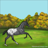Horse Color:Blue Roan Appaloosa 