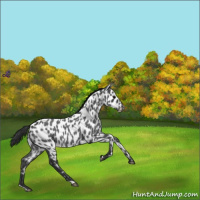 Horse Color:Blue Roan Leopard 