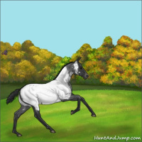 Horse Color:Blue Roan Appaloosa 