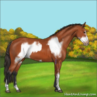 Horse Color:Bay Sabino Rabicano  and Bay Sabino Frame Rabicano 
