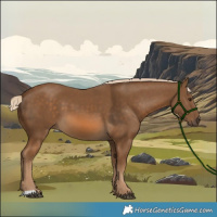 Horse Color:Chocolate Palomino 