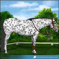 Horse Color:Blue Roan Appaloosa  and Black Appaloosa 