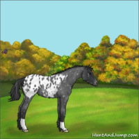 Horse Color:Blue Roan Appaloosa 