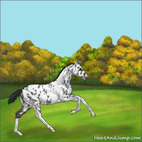 Horse Color:Blue Roan Tobiano Appaloosa 