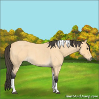 Horse Color:Buckskin Roan Tobiano 