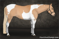 Horse Color:Chestnut Tobiano 