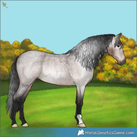 Horse Color:Gray Bay Roan Rabicano 