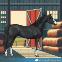 Horse Color:Black 