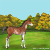 Horse Color:Bay Sabino 