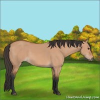 Horse Color:Bay Dun 