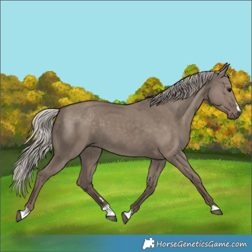 Horse Color:Silver Grullo 
