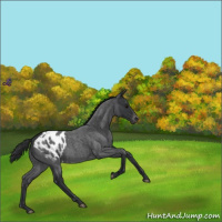 Horse Color:Blue Roan Appaloosa