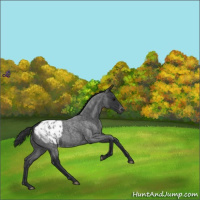 Horse Color:Blue Roan Appaloosa