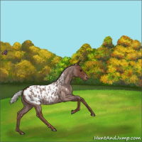 Horse Color:Silver Blue Roan Appaloosa