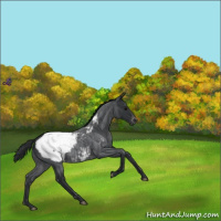 Horse Color:Blue Roan Appaloosa 