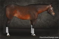 Horse Color:Gray Bay Tobiano Rabicano 