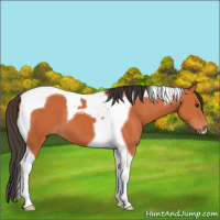 Horse Color:Bay Tobiano