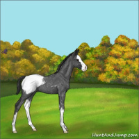 Horse Color:Blue Roan Splash Appaloosa