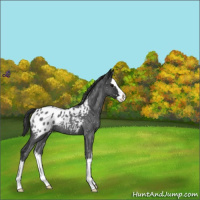 Horse Color:Blue Roan Splash Blanket 