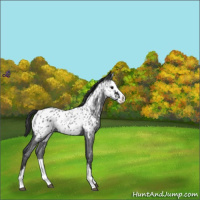 Horse Color:Blue Roan Splash Near Leopard 