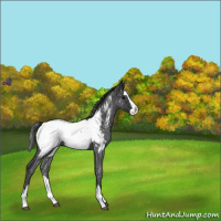 Horse Color:Blue Roan Splash Near Fewspot 