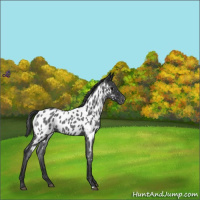 Horse Color:Blue Roan Near Leopard