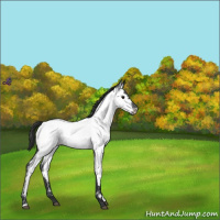 Horse Color:Blue Roan Near Fewspot 